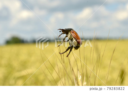The bread beetle sits on the wheat. 79283822