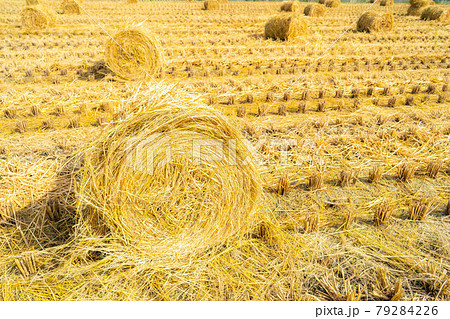 【秋素材】稲わらロール【長野県】 【秋素材】稲わらロール【長野県】 79284226
