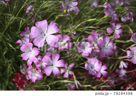 紫の可憐な花、アグロステンマ 紫の可憐な花、アグロステンマ 79284398