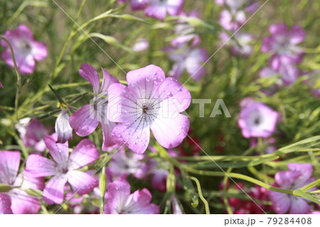 紫の可憐な花、アグロステンマ 紫の可憐な花、アグロステンマ 79284408