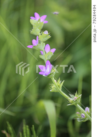 道端に咲く帰化植物、キキョウソウ 道端に咲く帰化植物、キキョウソウ 79284494