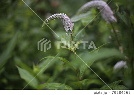 初夏に林の下でひっそりと咲く 白い花 オカトラノオの花の写真素材