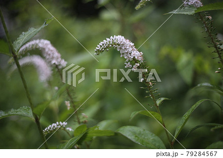 初夏に林の下でひっそりと咲く 白い花 オカトラノオの花の写真素材