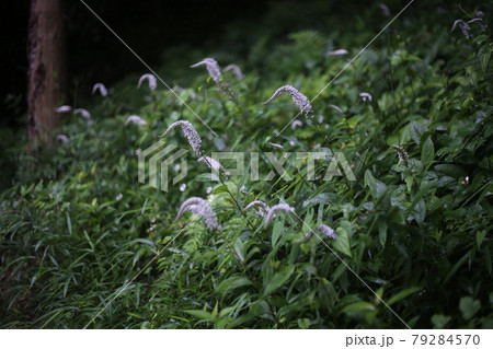 初夏に林の下でひっそりと咲く 白い花 オカトラノオの花の写真素材 初夏に林の下でひっそりと咲く 白い花 オカトラノオの花の写真素材