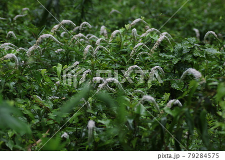初夏に林の下でひっそりと咲く 白い花 オカトラノオの花の写真素材 初夏に林の下でひっそりと咲く 白い花 オカトラノオの花の写真素材
