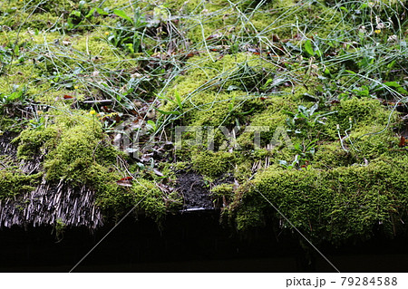 植物の生えた、古い茅葺き屋根 植物の生えた、古い茅葺き屋根 79284588