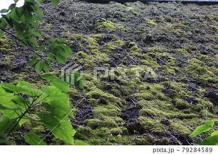 植物の生えた、古い茅葺き屋根 植物の生えた、古い茅葺き屋根 79284589