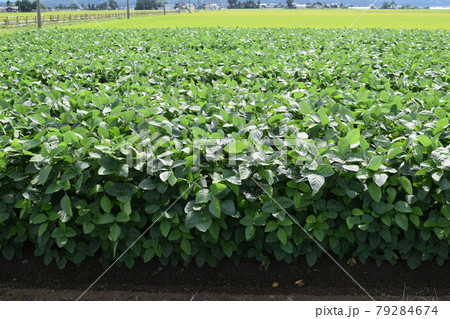 枝豆の王様 だだちゃ豆畑 山形県鶴岡市 79284674