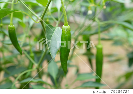 夏 旬の甘ししとう 千葉県 家庭菜園21年7月 の写真素材