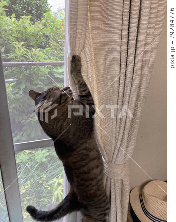 カーテンを必死に登るキジトラの猫ちゃん 79284776