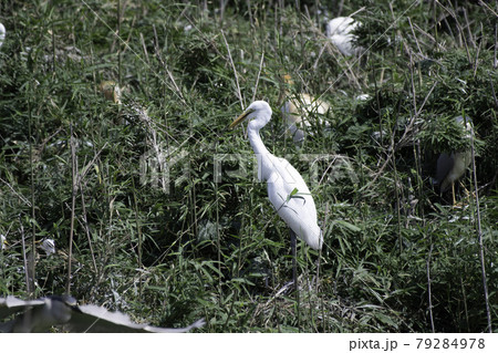ダイサギ 79284978
