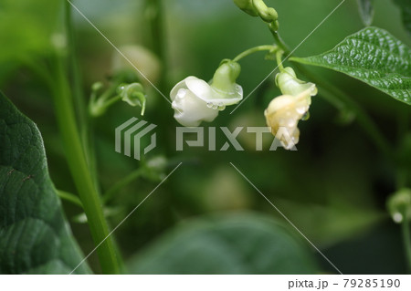 白く小さな、インゲンマメの花 79285190