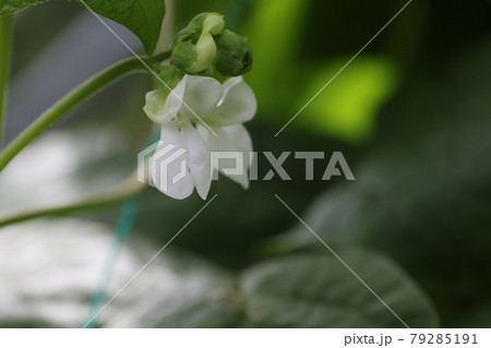 白く小さな、インゲンマメの花 79285191