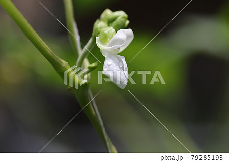 白く小さな、インゲンマメの花 白く小さな、インゲンマメの花 79285193