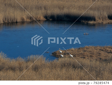 秋の沼とタンチョウの家族（北海道・標茶町） 79285474