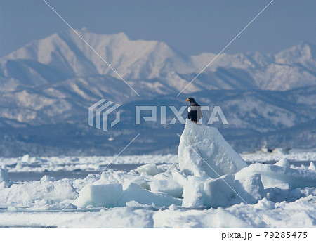 流氷上のオオワシ（北海道・知床） 79285475
