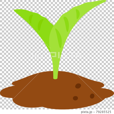土から出た芽のイラスト素材