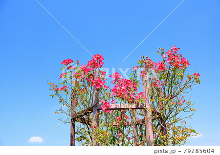 バラの花 カクテル バラの花 カクテル 79285604