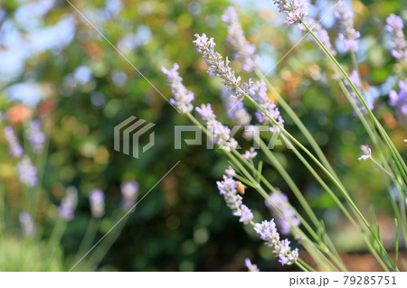 ラベンダーの花 79285751