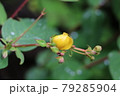 あじさい 79285904