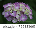 あじさい 79285905