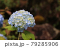 あじさい 79285906