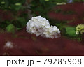 あじさい 79285908