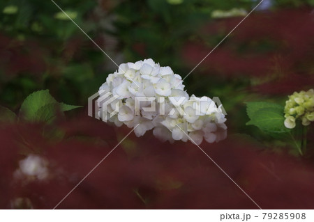 あじさい 79285908