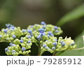 あじさい 79285912