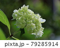 あじさい 79285914