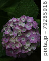 あじさい 79285916