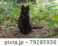 黒猫 79285936