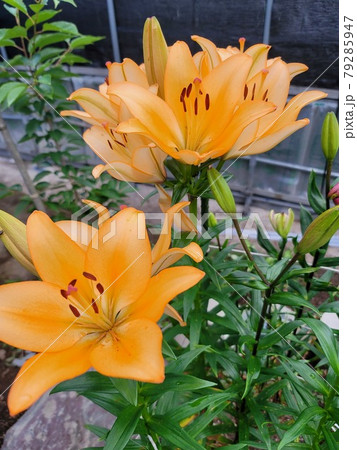 ユリの花 79285947