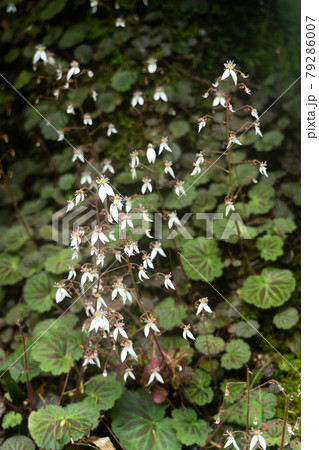 初夏の湿った場所に咲いているユキノシタの花 初夏の湿った場所に咲いているユキノシタの花 79286007