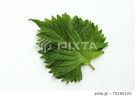 青ジソ 青ジソ 79286105