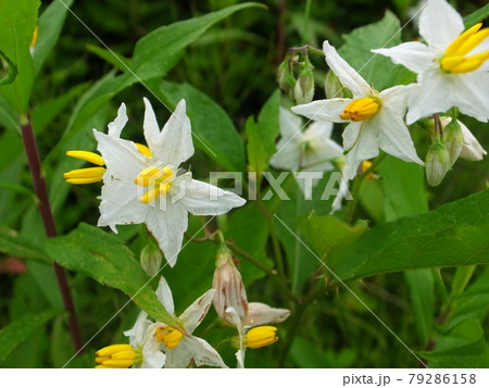 ワルナスビ ワルナスビ 79286158