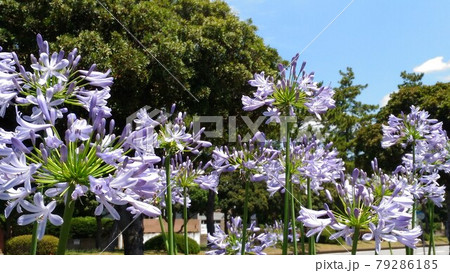 酔蝶花と呼ばれるクレオメの白色の花と紫色の花 酔蝶花と呼ばれるクレオメの白色の花と紫色の花 79286185