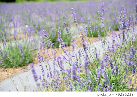 ラベンダーの花 79286233