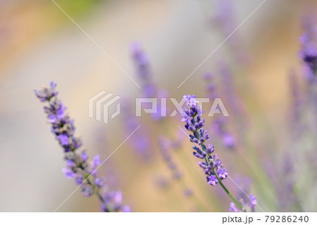 ラベンダーの花 ラベンダーの花 79286240