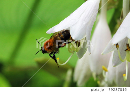 オオバギボウシの花とマルハナバチ　福島県只見町 79287016