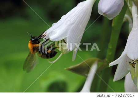 オオバギボウシの花とマルハナバチ　福島県只見町 79287017