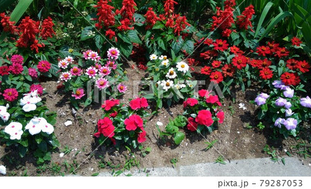 サルビアとジニアとニチニチソウの花 79287053
