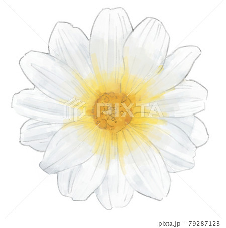一輪の白い花のイラストのイラスト素材