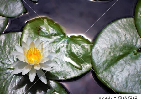 合浦公園 睡蓮の花と葉3【青森県7月】 合浦公園 睡蓮の花と葉3【青森県7月】 79287222