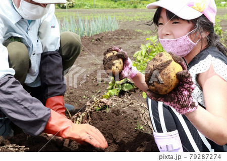 芋掘りをする家族 芋掘りをする家族 79287274