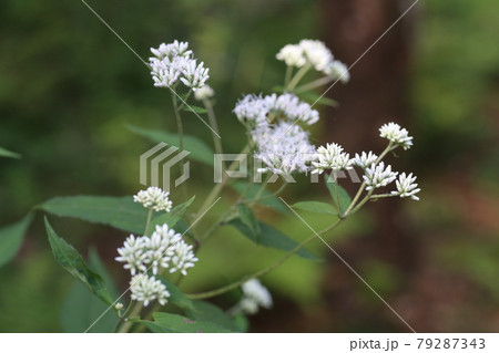 林道わきに咲く、ヒヨドリバナ 林道わきに咲く、ヒヨドリバナ 79287343