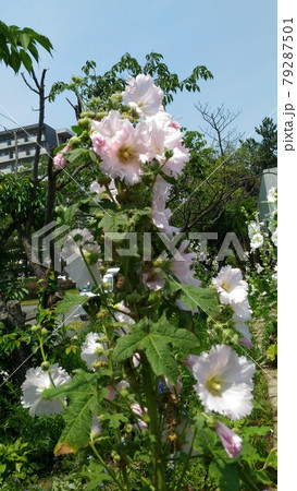 夏の背の高い花タチアオイの白い花の写真素材