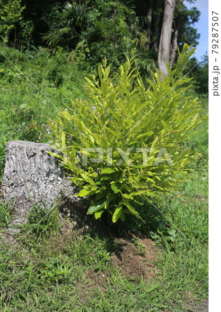 クヌギのひこばえ 79287507