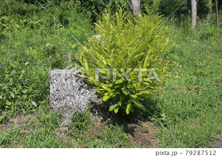 クヌギのひこばえ クヌギのひこばえ 79287512