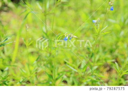 サルビア ウリギノーサの花 サルビア ウリギノーサの花 79287575